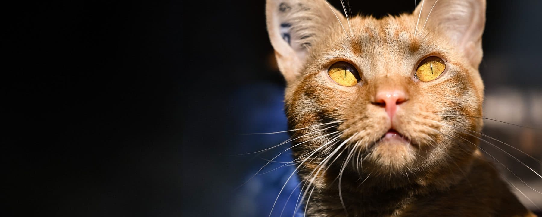 RAPS Cat Sanctuary