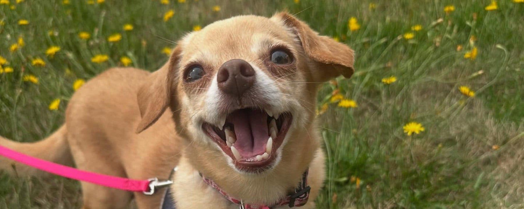 Small Dog Rescue BC