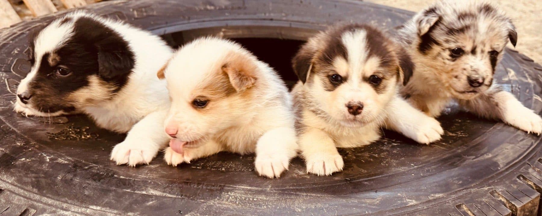 Snow Dog Rescue Society