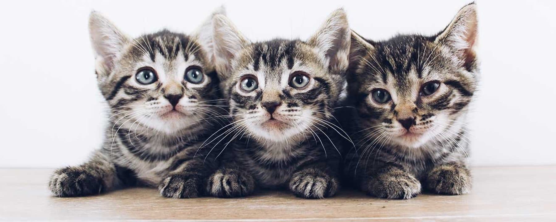 VOKRA – Vancouver Orphaned Kitten Rescue Association