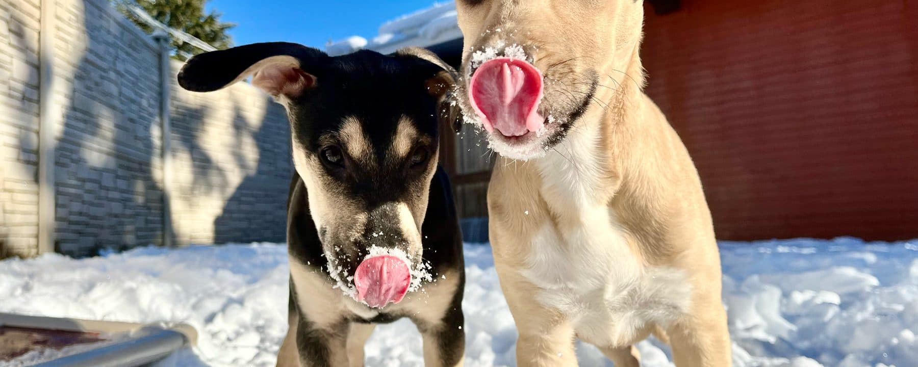 Whistler Animals Galore Society