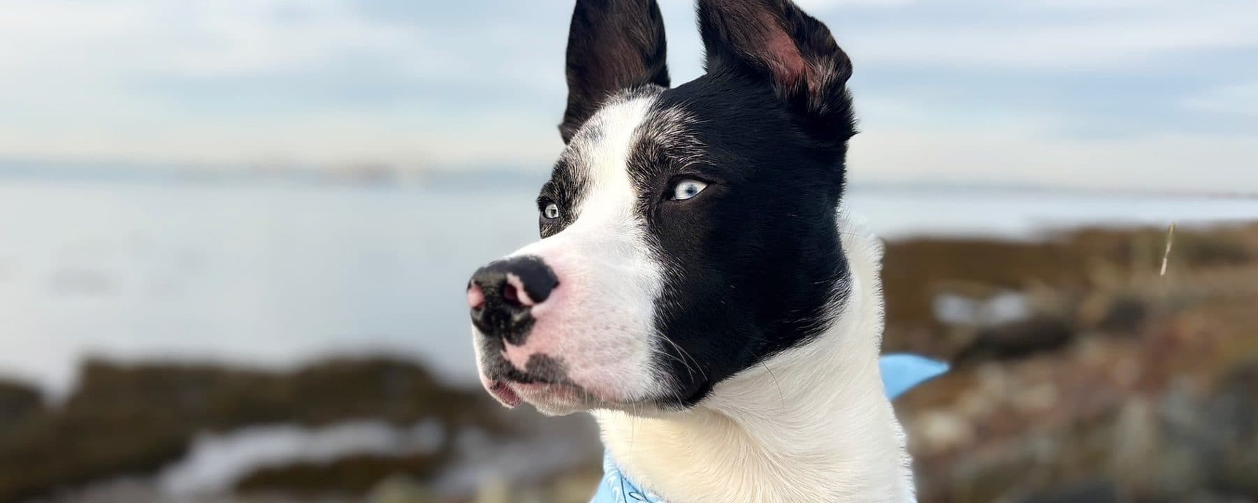 Langley Animal Protection Society