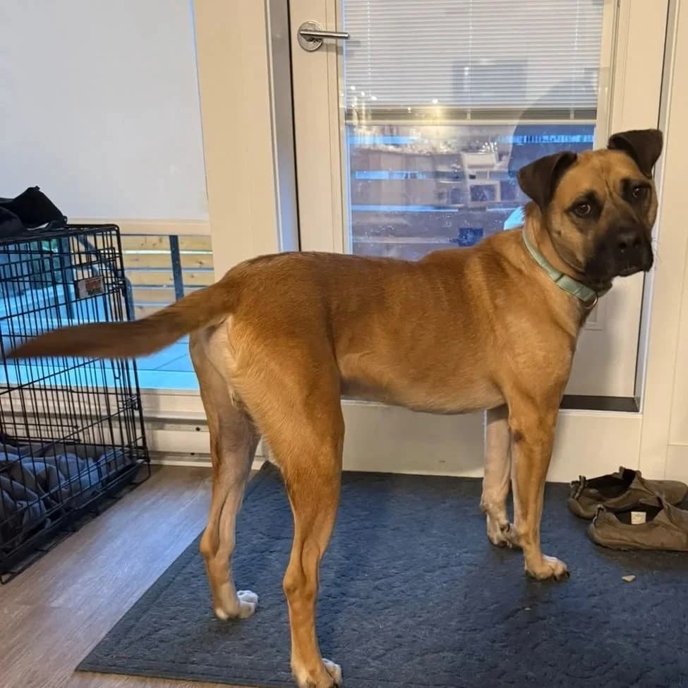 Rex