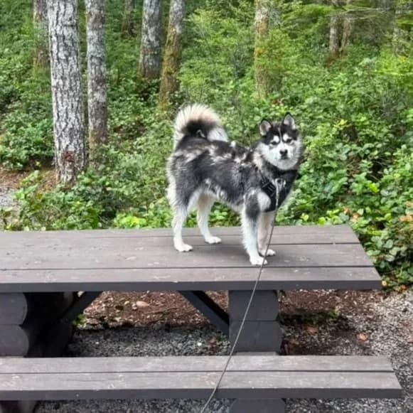 Odin