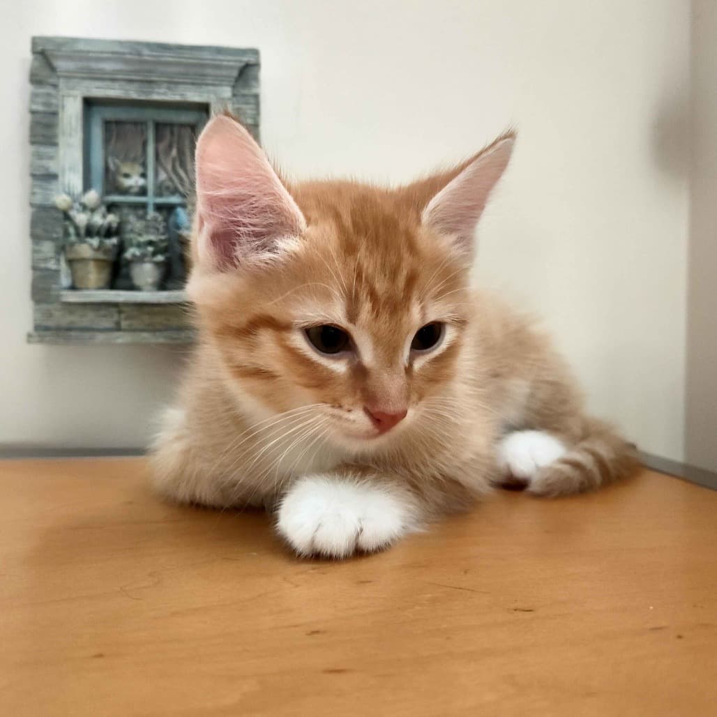 Chicken Nugget